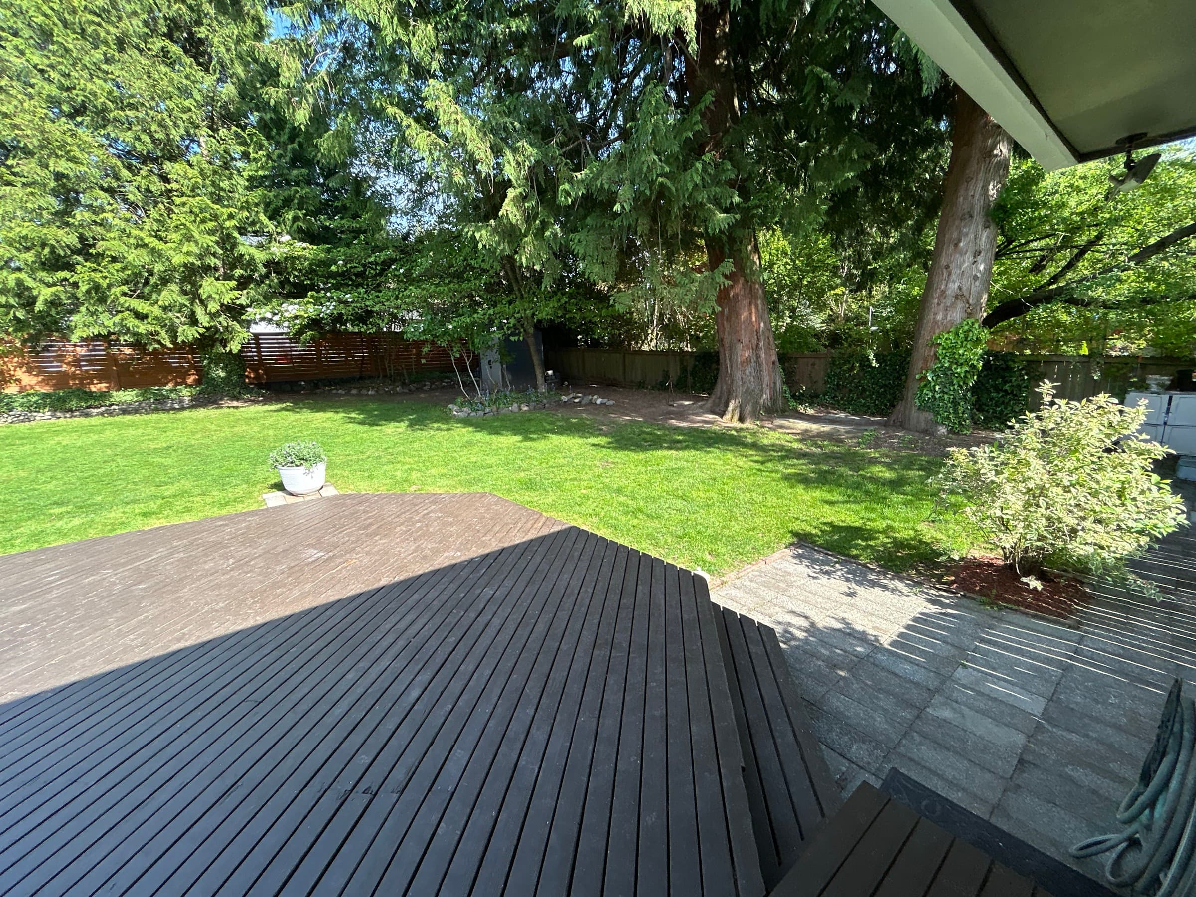 Rear yard trees on the back / east property line